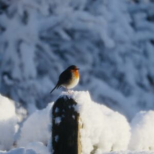 Weihnachtswald, 05.12.2026 - 14:00h