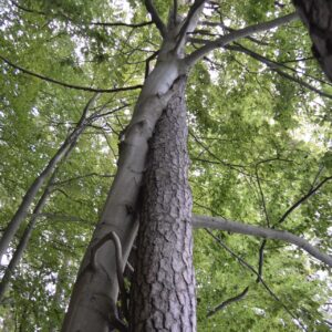 Waldkrimi, 28.06.2026 14:00h